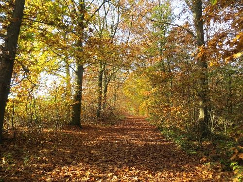 Bos boswachterij Gees