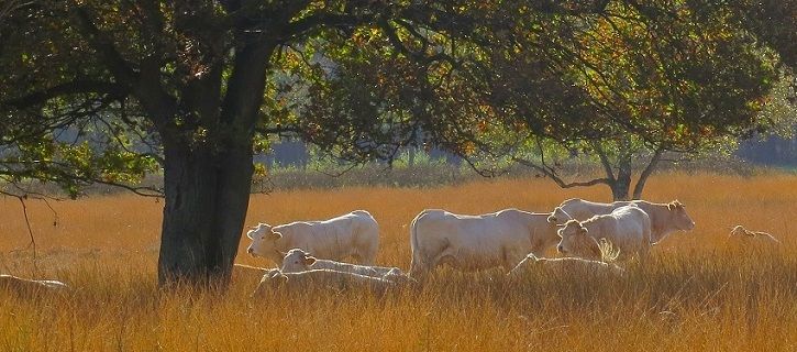 Klenckerveld